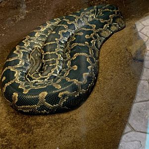 Burmese python