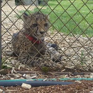 Cheetah cub