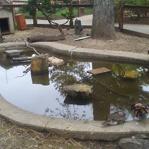 Waterfowl exhibit