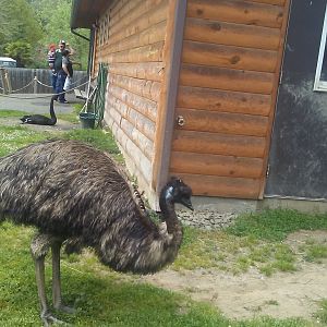 Emu and black swan