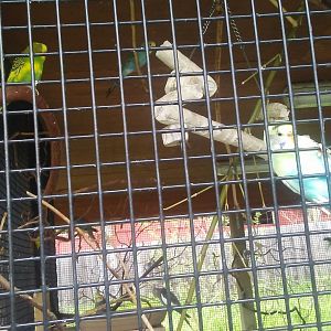 Budgies and cockatiels