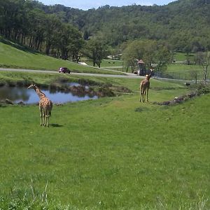 Reticulated giraffes