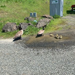 Wild Canada geese (adults and goslings)