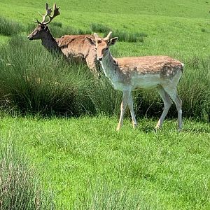 Fallow deer