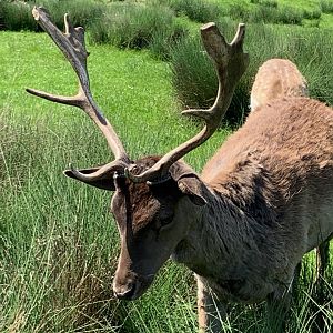 Fallow deer