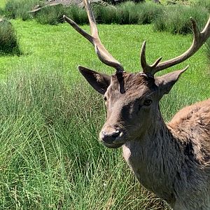 Fallow deer
