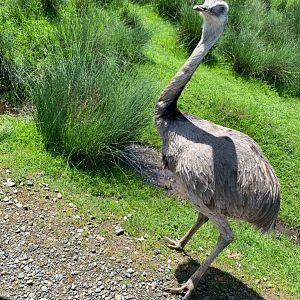 Greater rhea