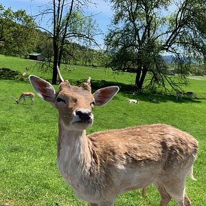 Fallow deer