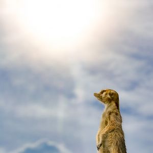 Meerkat : Hamerton : 05 Apr 2019