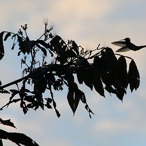Hummingbird at Dawn - Mar 2019