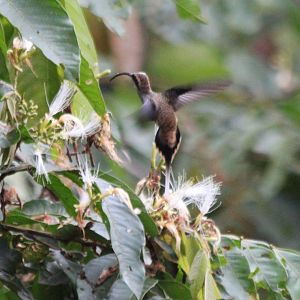 Long-billed Hermit Hummingbird - Mar 2019