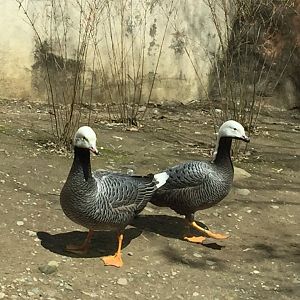 New Species ID Needed