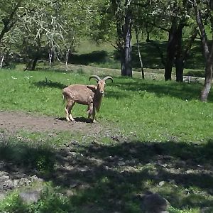 Barbary sheep