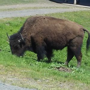 Plains bison