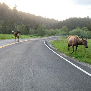 Roosevelt elk in Orick, CA