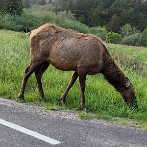 Roosevelt elk in Orick, CA