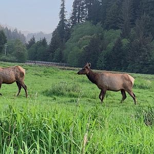 Roosevelt elk in Orick, CA