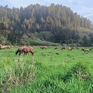 Roosevelt elk in Orick, CA