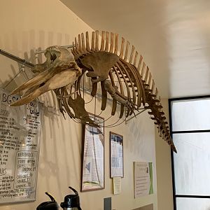 Hubbs' beaked whale skeleton at HSU