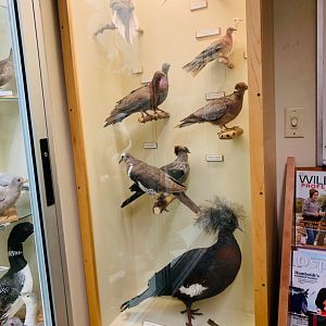 Taxidermied birds at HSU