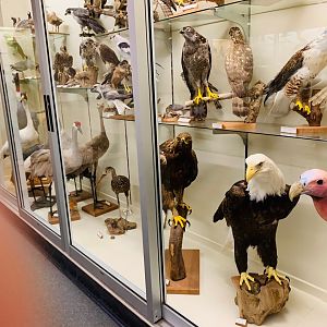 Taxidermied birds at HSU
