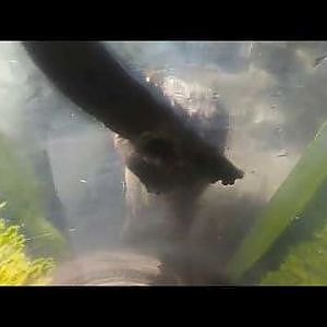 River otters from underneath