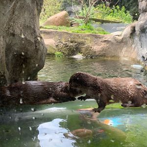 North American river otters