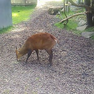 Indian muntjac