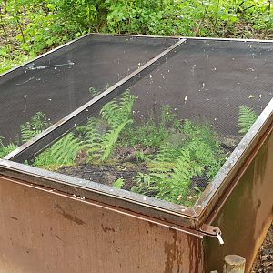Outdoor-enclosure Fire salamander
