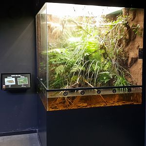 Crayfish - European treefrog enclosure