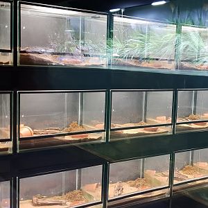 Breeding-enclosures Fire salamanders