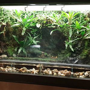 Enclosure Strawberry frog