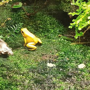 Golden dart frog - Phyllobates terribilis