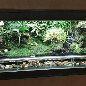 Enclosure Golden dart frog