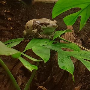 Amazon milk frog - Trachycephalus resinifictrix