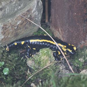 Fire salamander in outdoor-enclosure