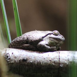 European treefrog - Hyla arborea