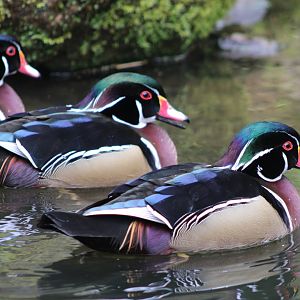 Wood ducks