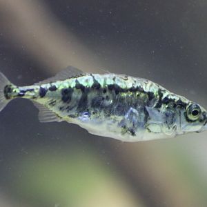 Stickleback
