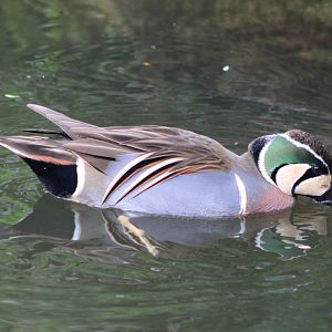 Baikal teal