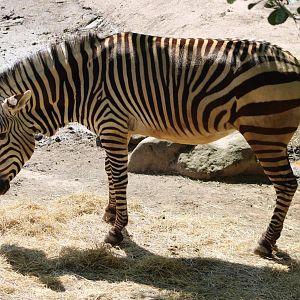 Hartmann's mountain zebra