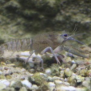 European river crayfish