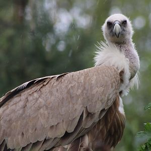 Griffon vulture