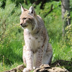 European lynx