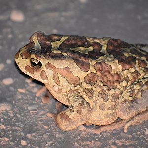 (Berber?) Toad ID' - (Issen, Morocco)