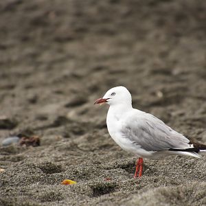 Red-billed gull