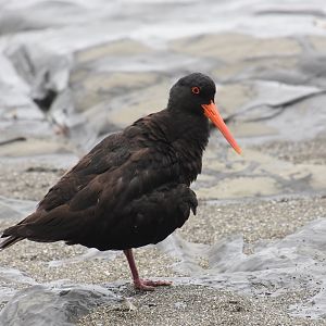 Variable oystercatcher