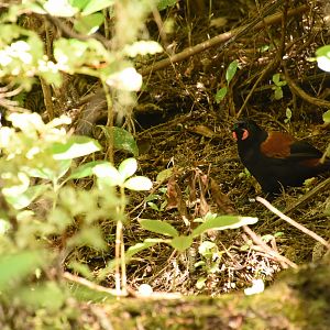 North Island saddleback