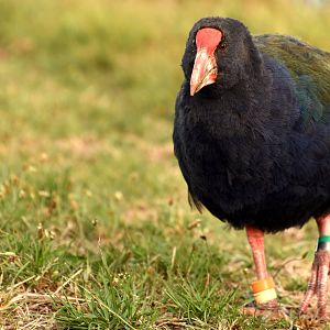South Island takahe