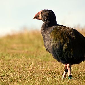 South Island takahe